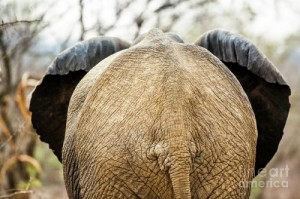 Создать мем: попка слона, elephant big ass, elephant ass