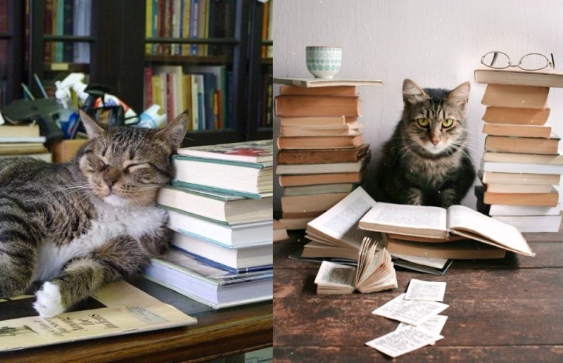 Create meme: cat scientist , smart cat, the cat and the book