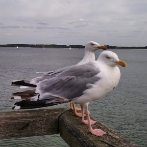 Create meme: Chaika Sevastopol, bird photo of a Seagull Baltic, photo of herring gull