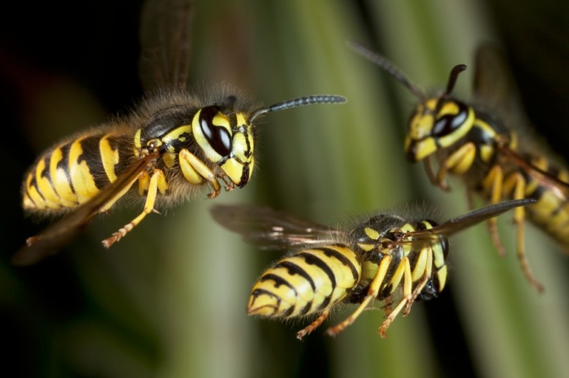 Create meme: wasp , what are wasps dreaming about, hornet wasp