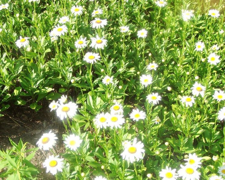 Create meme: small-leaved chamomile, Daisy leucanthemum, white chamomile