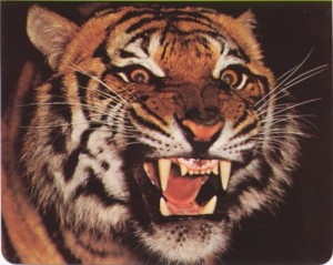Create meme: roar, tiger, tigre