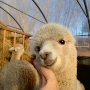 Create meme: alpaca, cute Alpaca, Alpaca