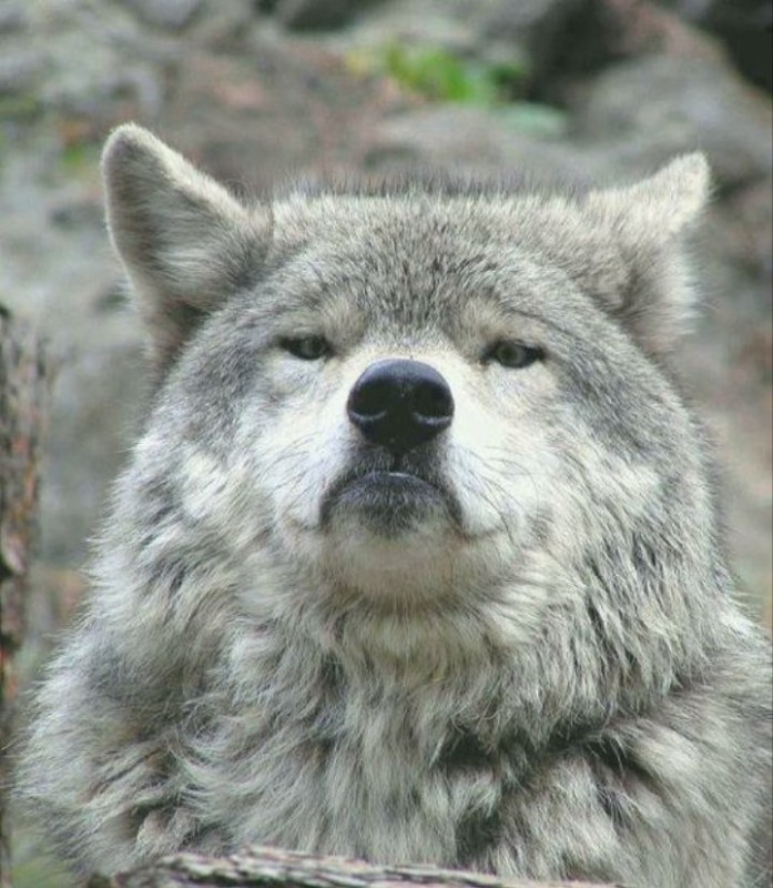 Create meme: wolf auf meme, sad wolf meme, meme wolf 