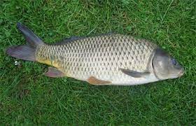 Create meme: fish carp, korop fish, carp fish