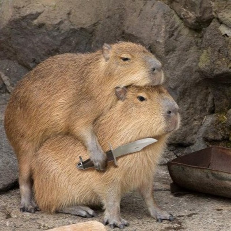 Create meme: capybara rodent, nutria and capybara, animal capybara