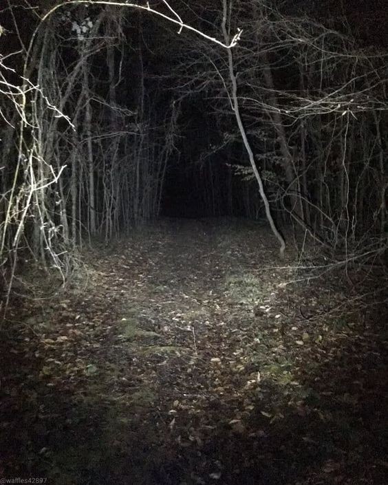 Create meme: the forest dark, slenderman in the forest, The dark forest of Slenderman