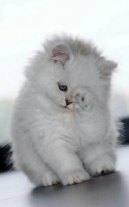 Create meme: Persian cat, silver chinchilla, fluffy
