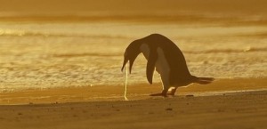 Создать мем: пингвин, мире животных, австралийские пингвины