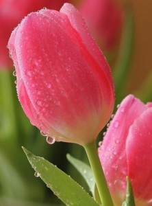 Create meme: spring, pink tulip, delicate tulips