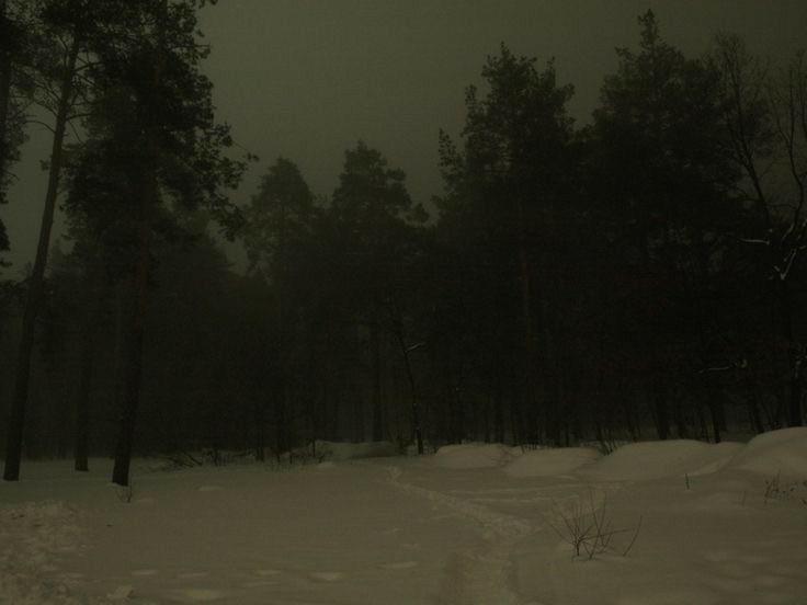 Create meme: Gloomy forests, night forest , winter forest night