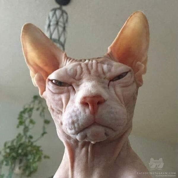 Create meme: funny bald cats, Sphinx cat, Sphynx cat 