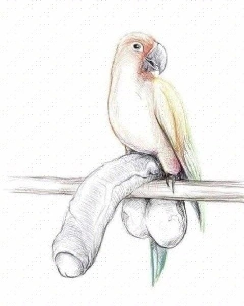 Create meme: drawings of parrots for drawing, parrot pencil drawing, parrot pencil