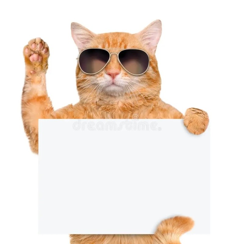 Create meme: the cat holds a sign, a cat with a sign, The cat holds a sign