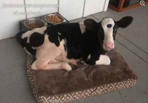 Create meme: calves, bull calves, cow calf