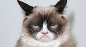 Создать мем: Grumpy Cat, сердитая кошка мем, хмурый кот