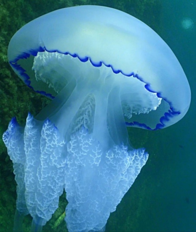 Create meme: The blue jellyfish, Medusa