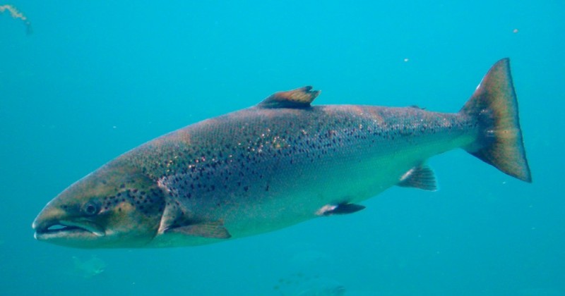 Create meme: chinook wild salmon, baltic salmon, salmon