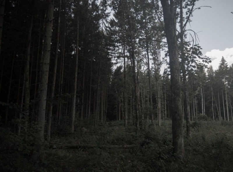 Создать мем: dark forest, сосны лес, темный лес