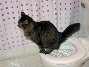 Create meme: toilet cat, toilet for cats, accustom the kitten to the toilet