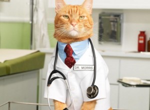 Создать мем: ветеринары, кот доктор, кошка врач