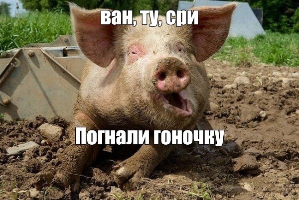 Create meme: swine fever, evil pig, dirty pig