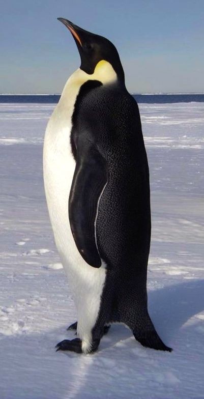 Create meme: Emperor penguin , emperor penguin , the big penguin