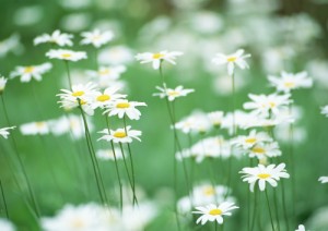 Create meme: plants flowers, chamomile flowers, Wallpaper