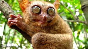 Create meme: Tarsier ohrenevshy