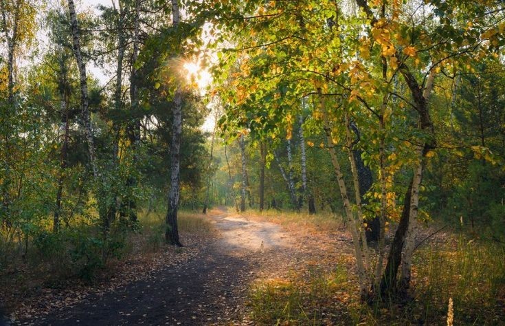 Create meme: morning in the autumn forest, izmailovo autumn forest, autumn forest