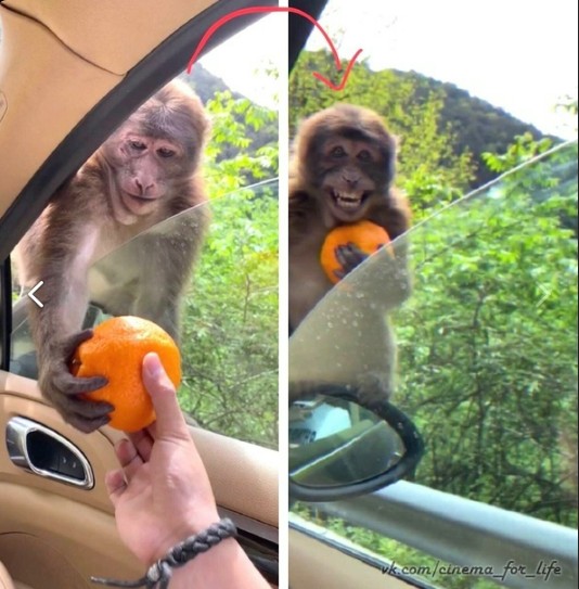 Create meme: monkeys , funny monkey , monkey with orange meme