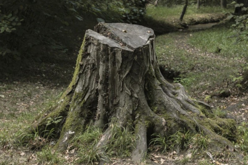 Create meme: stump , rotten tree stump, nature 