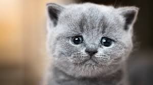 Create meme: British shorthair cat, the british kitten, British kitten grey