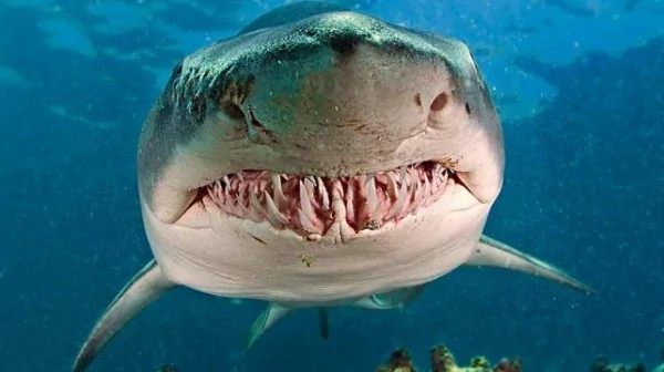 Create meme: tiger shark, shark , tiger shark jaws