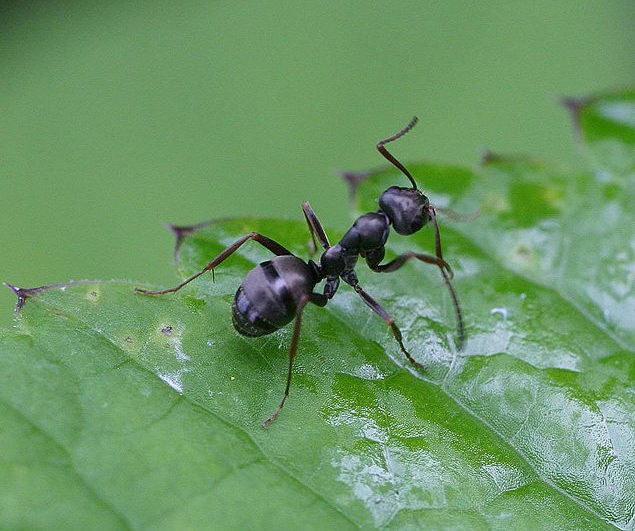 Create meme: The steppe ant is a reaper, black garden ants, The ant is black