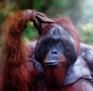 Create meme: monkey, orangutan, Orangutan posing