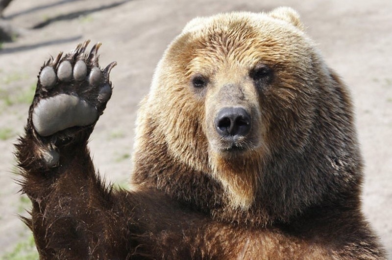 Create meme: grizzly bear , brown bear waves his paw, brown bear 