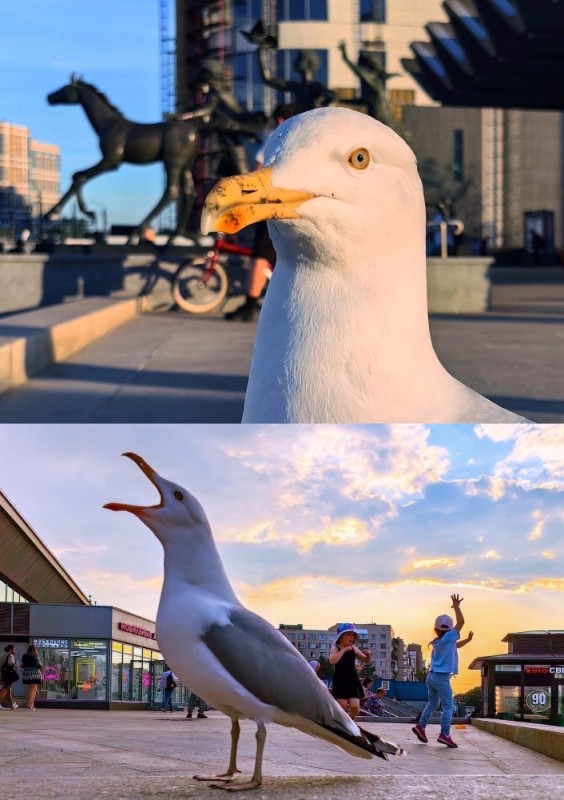 Create meme: Seagull , Seagull, Albatross and Seagull