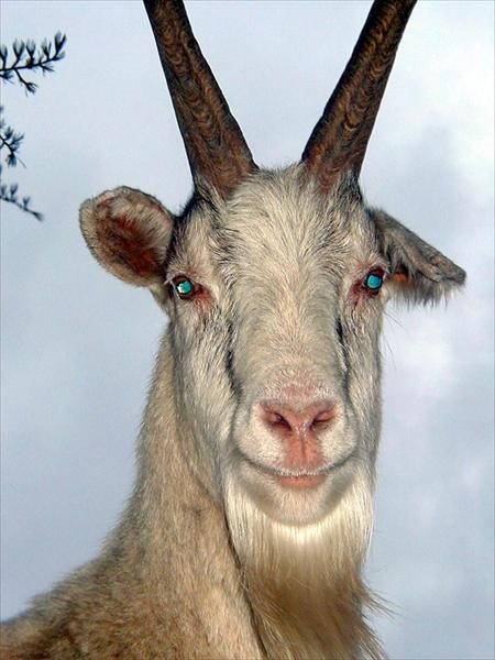 Create meme: funny goat , photo of a goat, goat