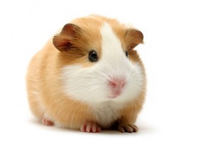 Create meme: Guinea pig