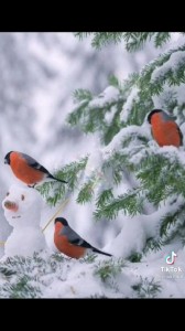 Create meme: bullfinch, bird bullfinch