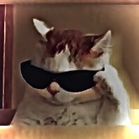 Create meme: cat with sunglasses meme, the cat puts on glasses
