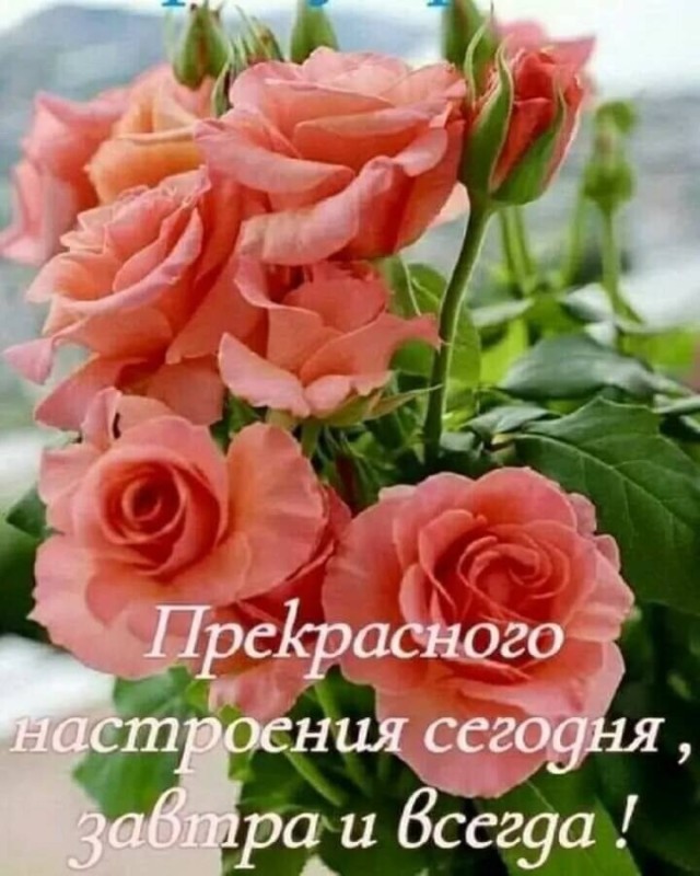 Create meme: good morning roses, the flowers are beautiful, wishes of happiness and good morning