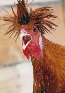 Create meme: rooster, pok pok, chicken