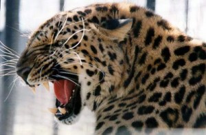 Создать мем: big cat, морда, леопард нападает