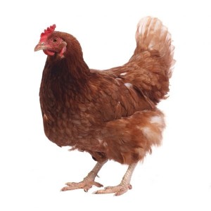 Create meme: Loman brown chickens, Loman brown, chicken