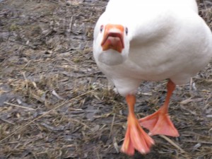 Create meme: goose attacks, Chinese geese, kaz