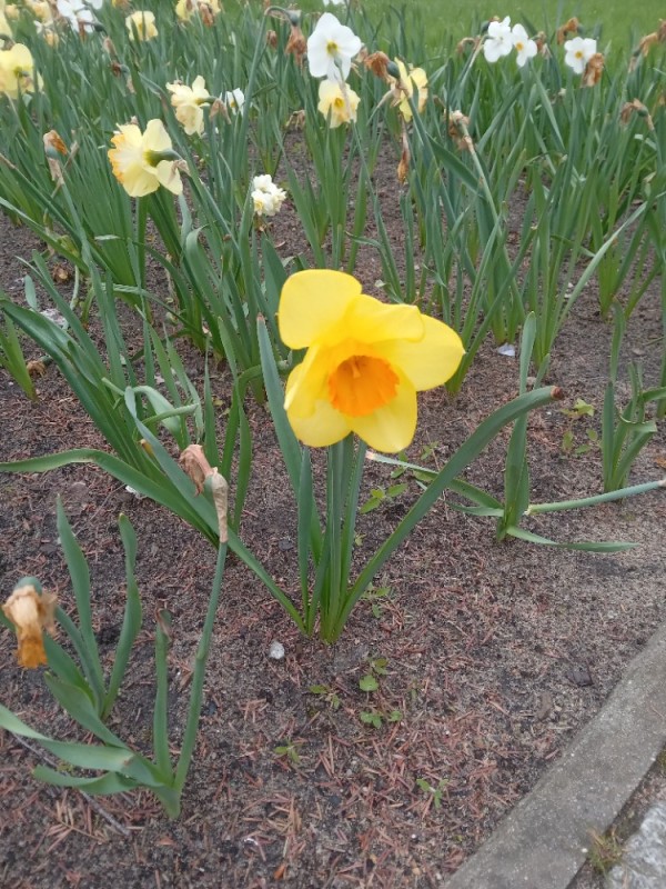 Create meme: Narcissus Red Devon, flower daffodil, narcissus plant