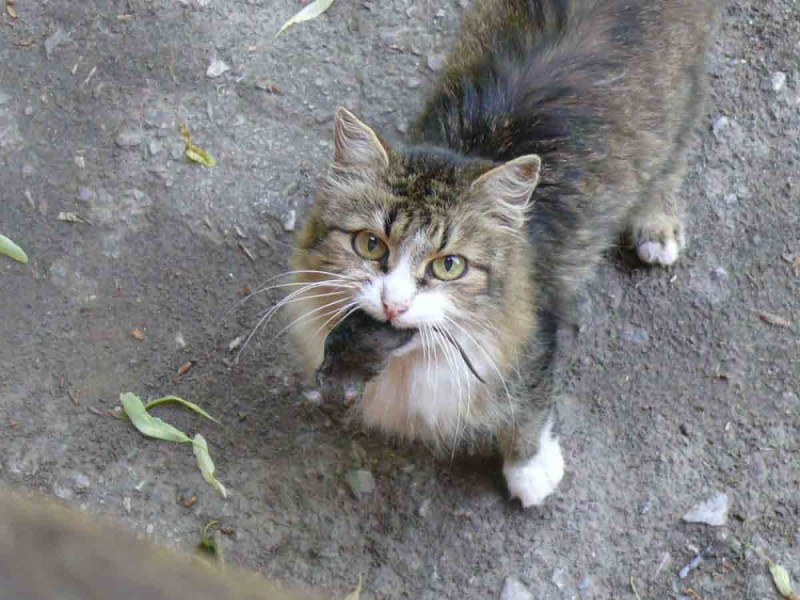 Create meme: the cat caught the mouse, a cat with a mouse in its teeth, cat 
