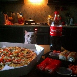 Create meme: Cat and food